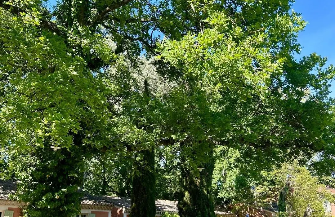 Le Pavillon Vert - B&B-1