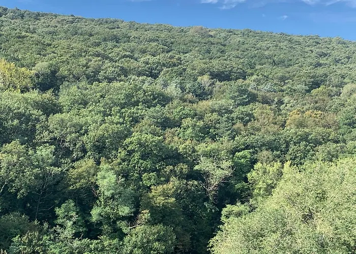 Al bosco incantato Trieste