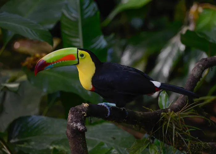 Veragua Rainforest