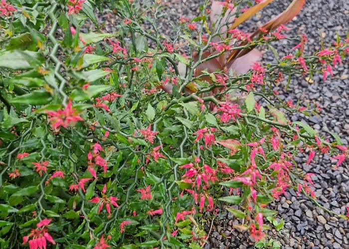 Hotel La Rana De Arenal