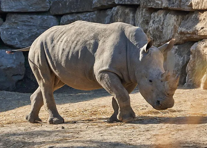 Hotel Selwo Lodge - Animal Park Tickets Included