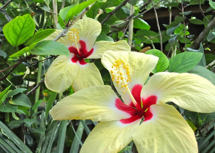 Physis Caribbean Bed & Breakfast
