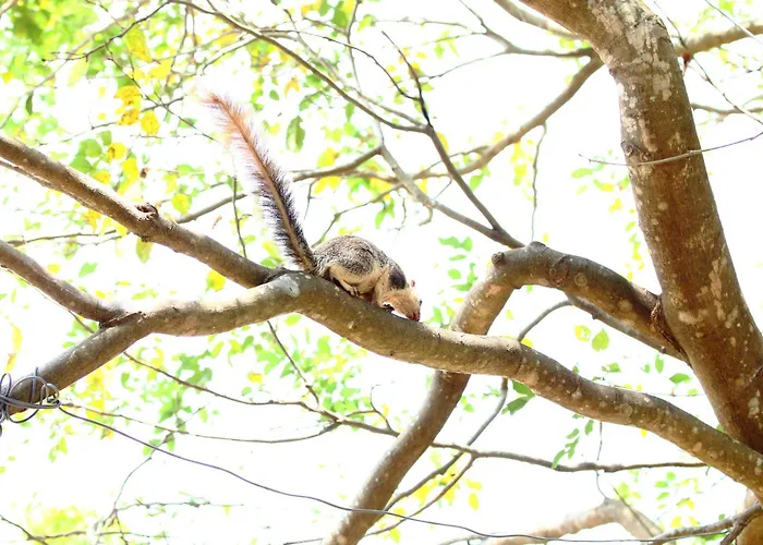 Royal Green Garden Hotel