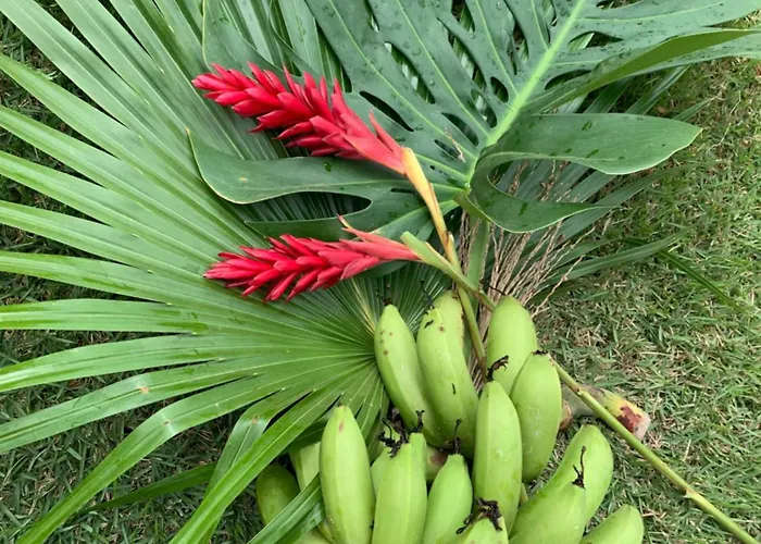 Cheiro de Mato Pousada