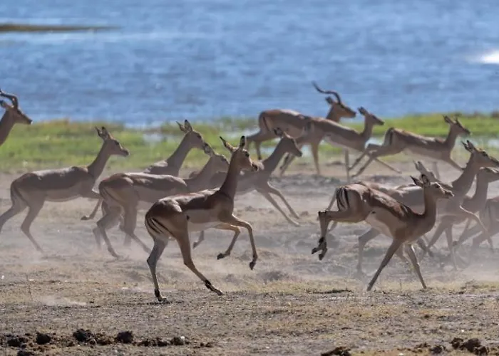 Jackalberry Chobe