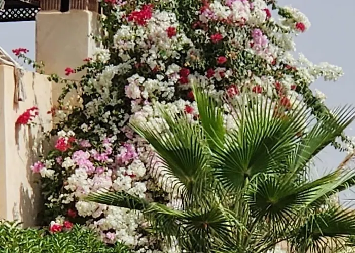La Rose Des Sables