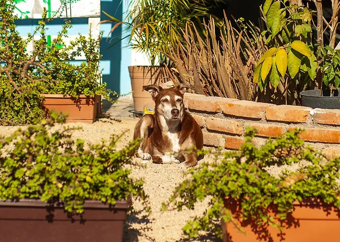 Peace Hostel Mx