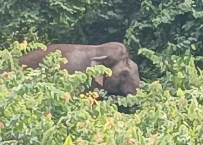Dendi Guest House & Orangutan Explore