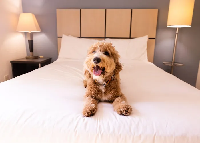 Sonesta Simply Suites Parsippany Morris Plains