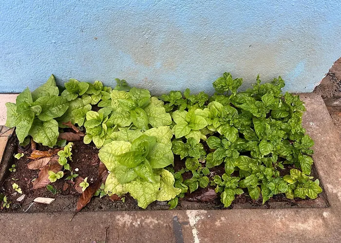 Green Garniya Hotel
