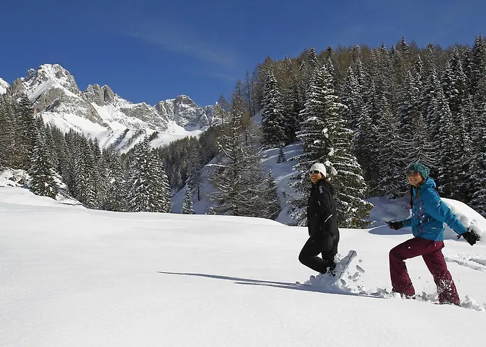 Chalet Aster