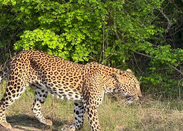 Nehansa Resort And Safari