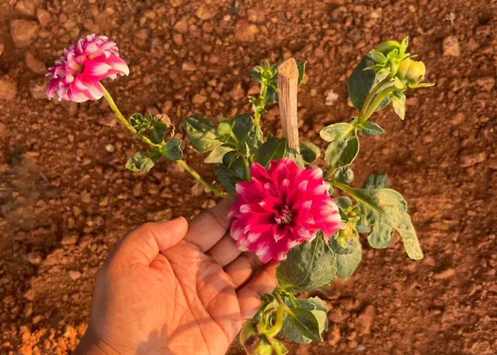 Majili Farm Stay