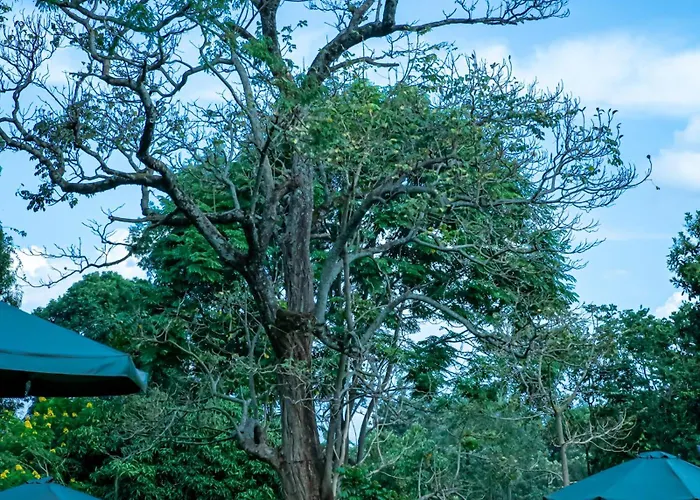 Njukiini Forest Lodge