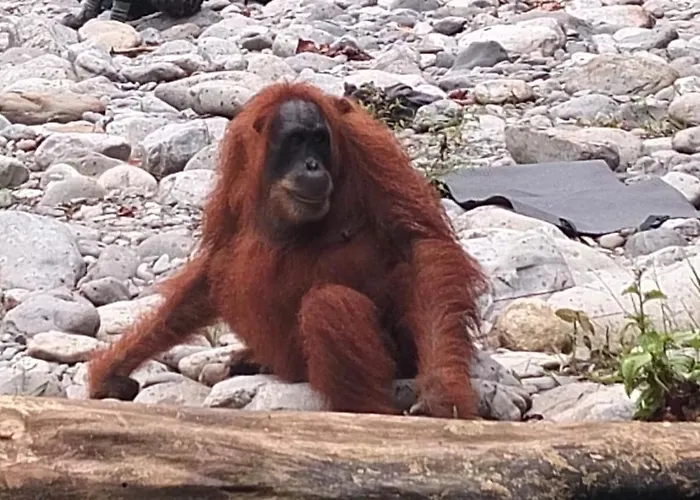 Dendi Guest House & Orangutan Explore