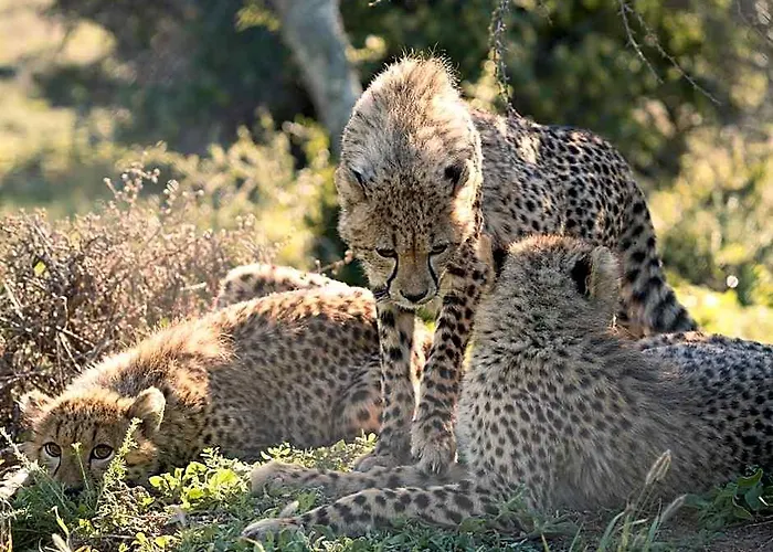 Kuzuko Lodge Addo