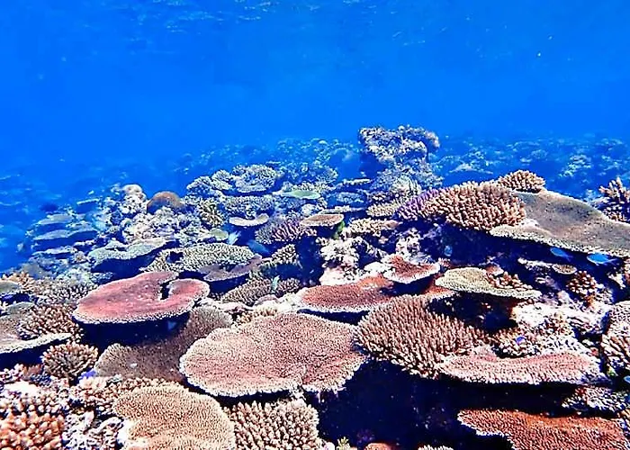 Coralview Island Resort