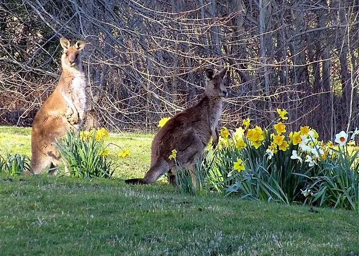 Braeside Mount Macedon Country Retreat Bed And Breakfast