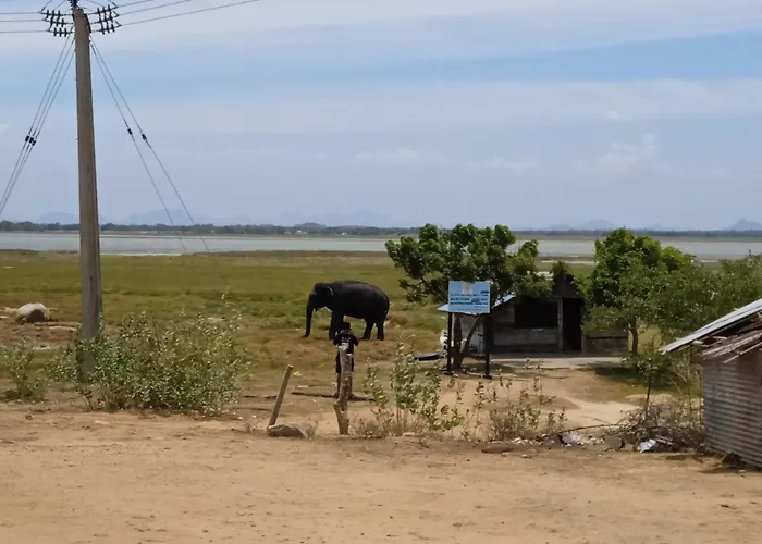 Aaliya Bay