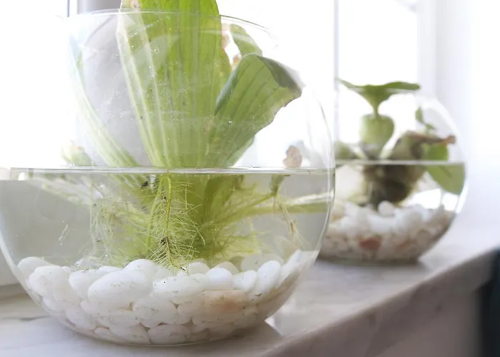 Green House